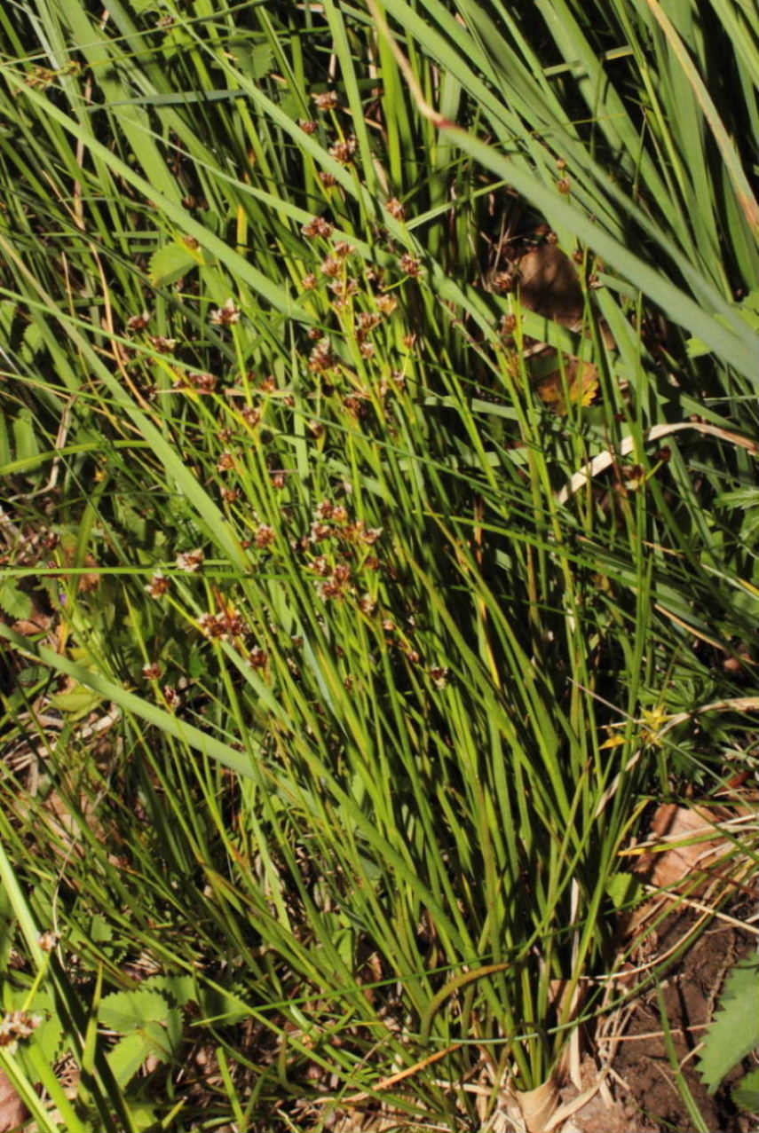 Juncus da determinare-2